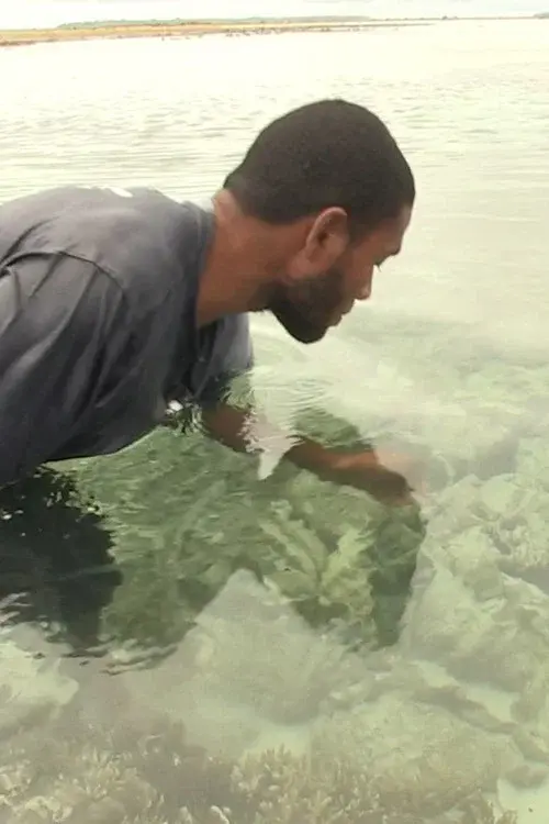 Pileni paualala. Dried giant clams in the Reef Islands poster