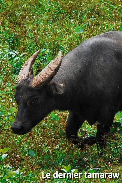 Le dernier tamaraw poster