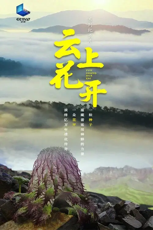 云上花开 poster