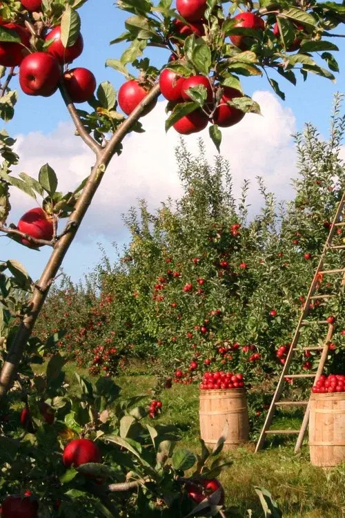 Harvesting the Land poster
