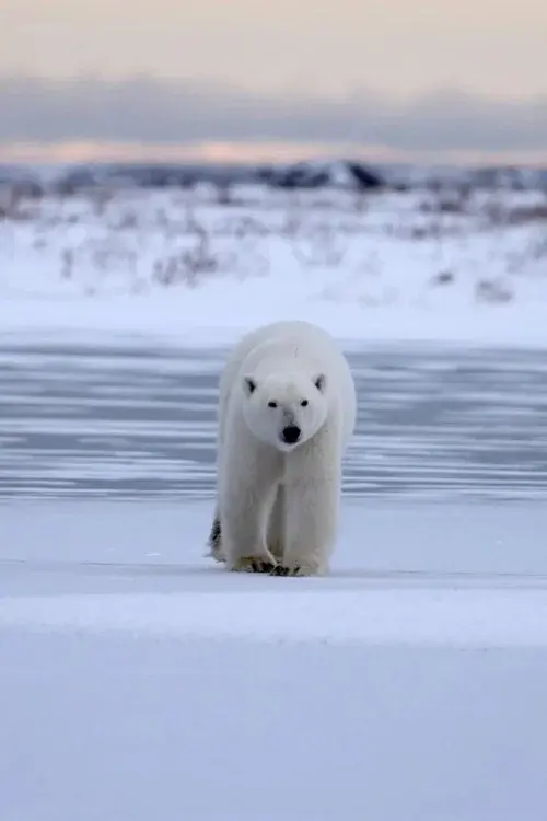 Polar Bear Country poster