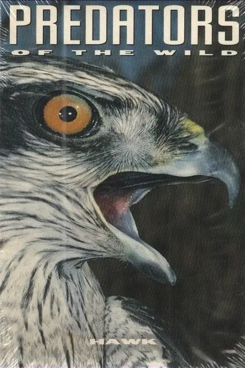 Predators of the Wild: Hawk poster