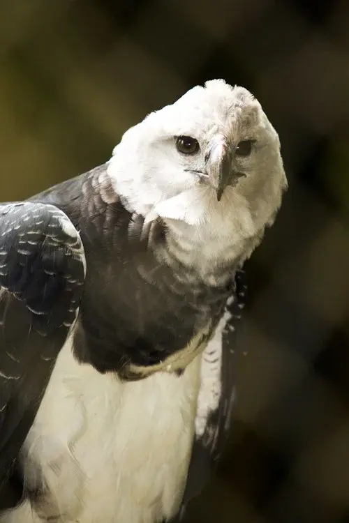 BBC Natural World：The Monkey-Eating Eagle of the Orinoco poster