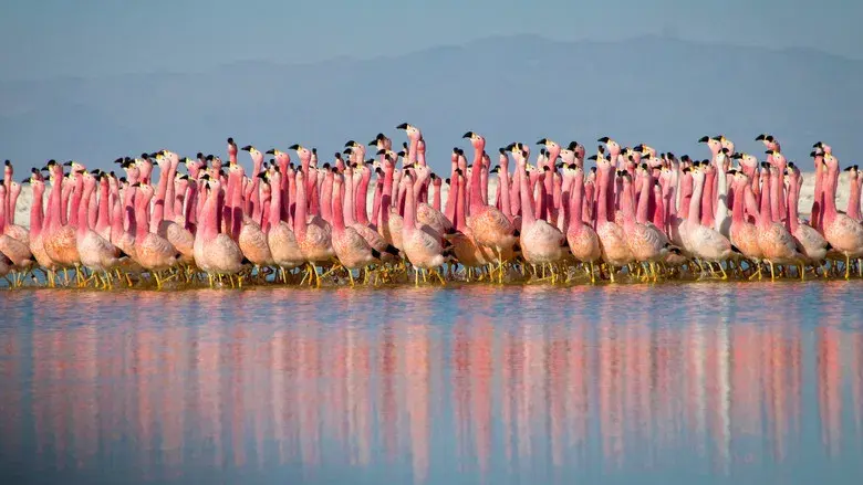 Planet Earth II still 2