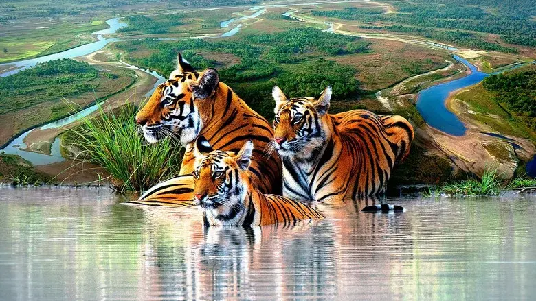 Tiger Island still 1