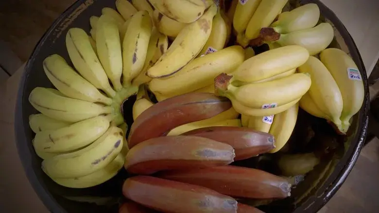 Gardons la banane ! still 1