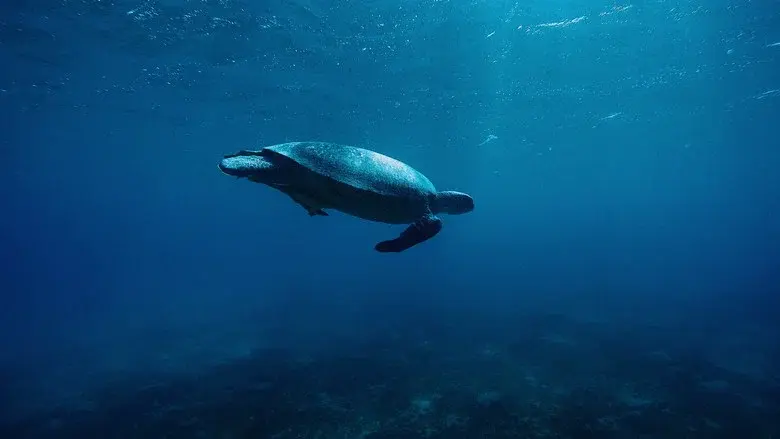 Oceans still 7