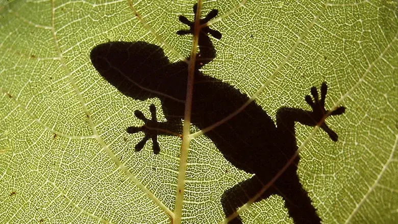 The Secret World of Nature: Spain still 1
