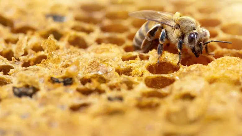 Secrets of the Bees still 8