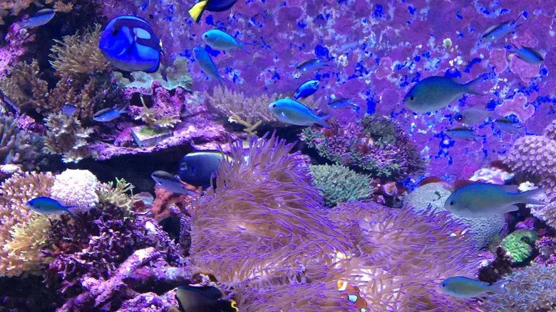 Can We Save the Reef? still 3