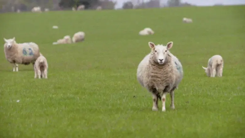 Baa Baa Land still 1