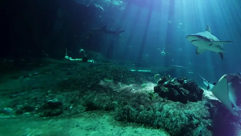 Nausicaá : Dans les coulisses du plus grand aquarium d'Europe still 2