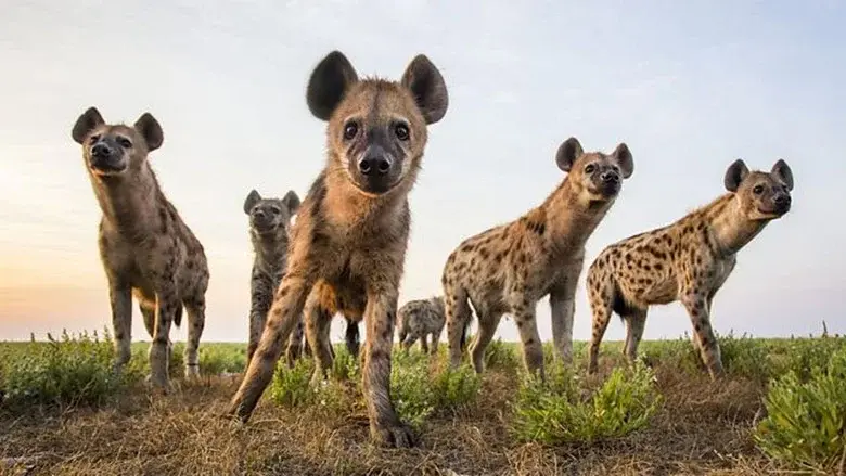 World's Sneakiest Animals still 1