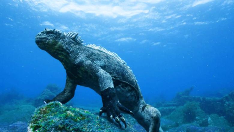 Galapagos 3D with David Attenborough still 4