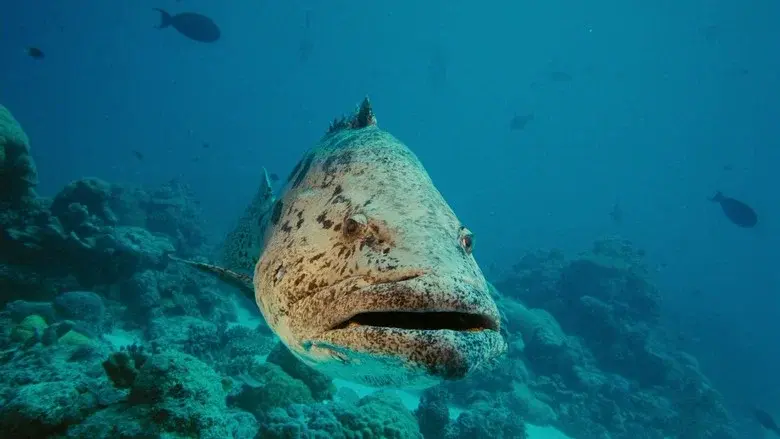 Under the Sea 3D still 2