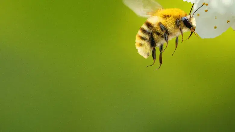 Secrets of the Bees still 2