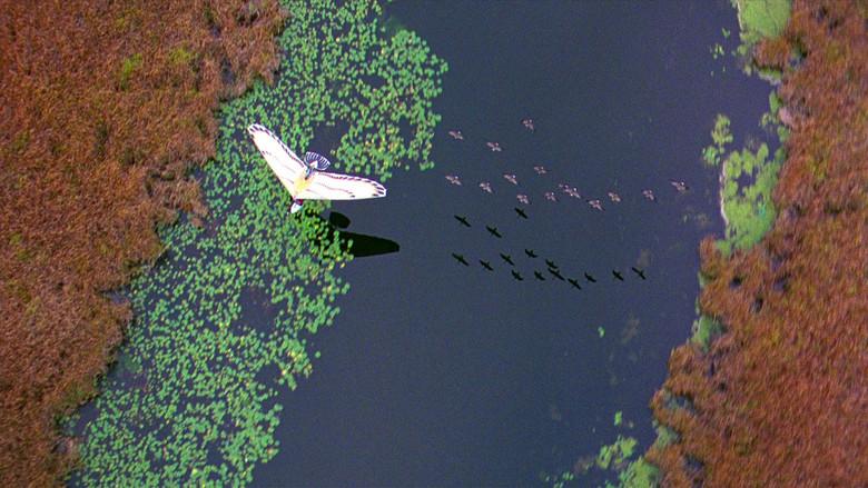 Fly Away Home still 8