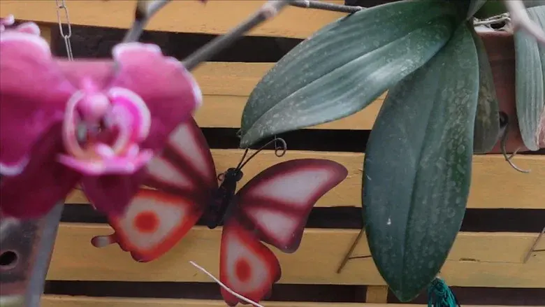Like a Butterfly still 5