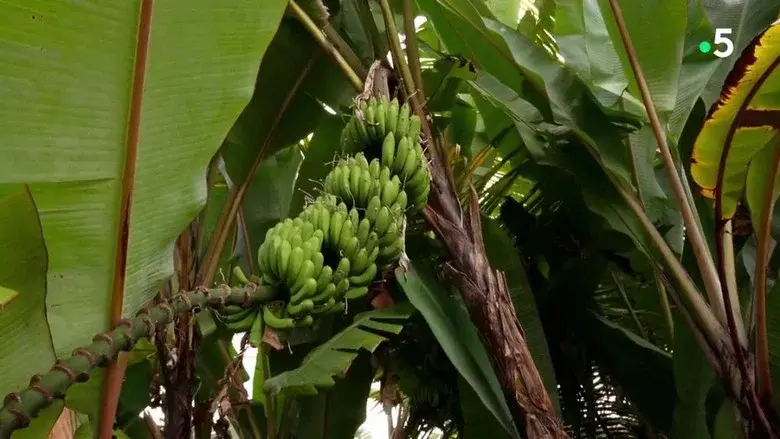 Gardons la banane ! still 2