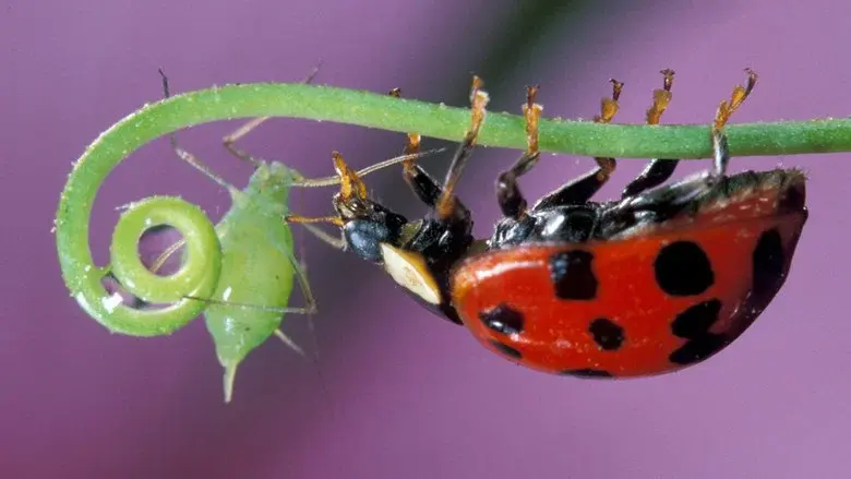 Insect Worlds still 1