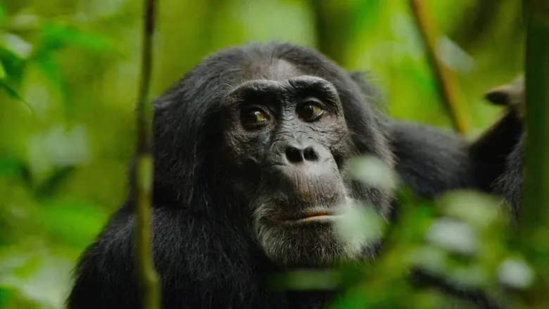 Rise of the Warrior Apes still 2