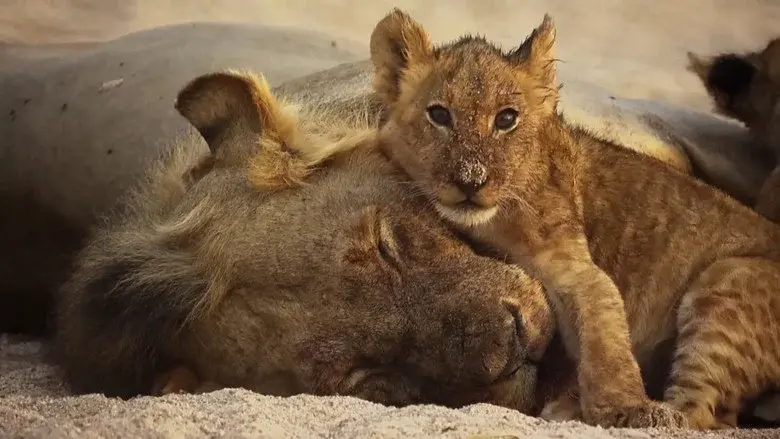 The Lions Rule still 1