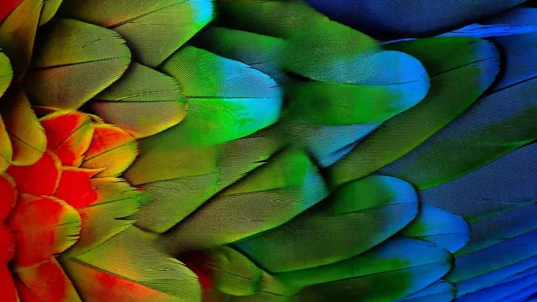 Attenborough's Life in Colour still 7