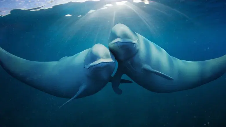Our Oceans still 3