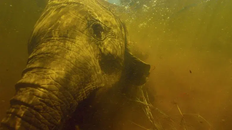 Into the Okavango still 5