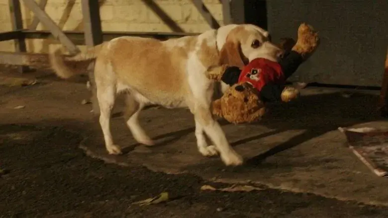 Aussie and Ted's Great Adventure still 1