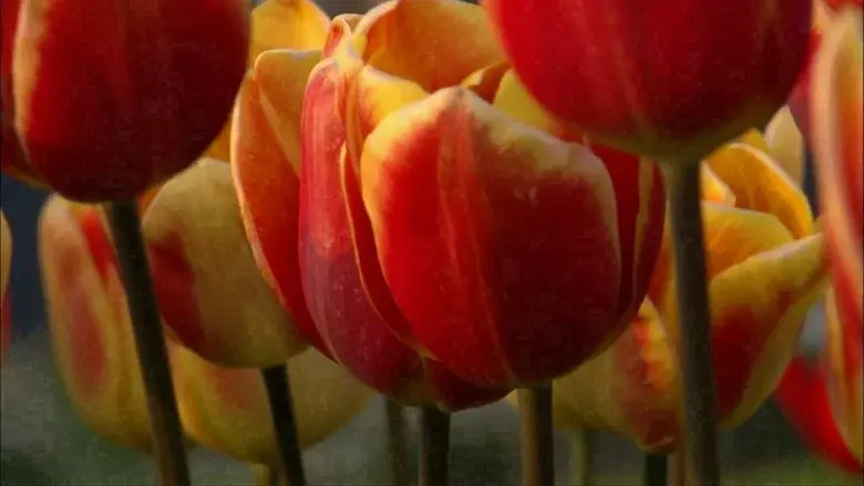 The Botany of Desire still 3
