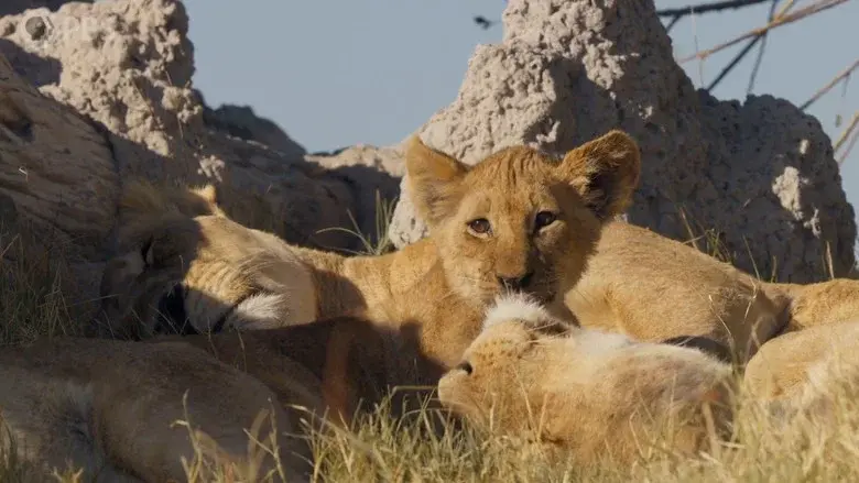 Big Cats 24/7 still 5