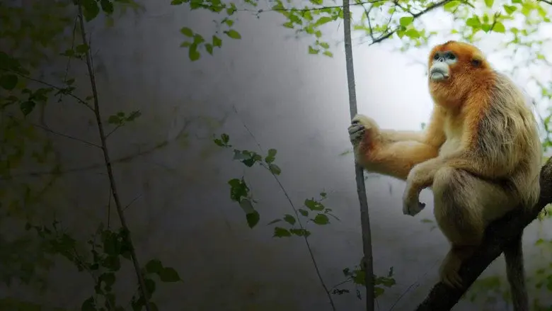 Souvenirs d'un singe doré still 1