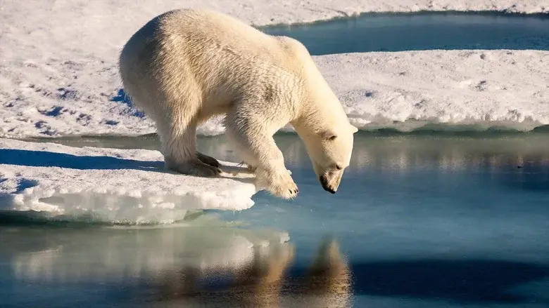 Polar Bears still 1