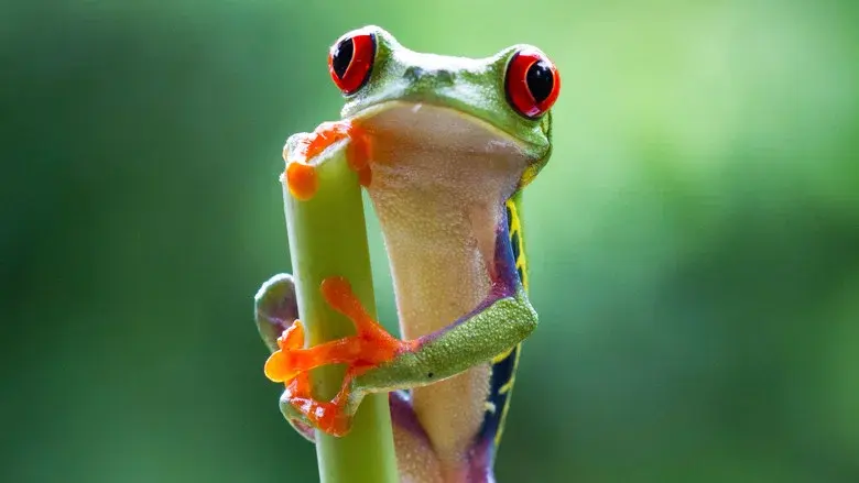 Planet Earth II still 8