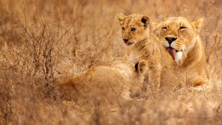 Lion Kingdom still 2