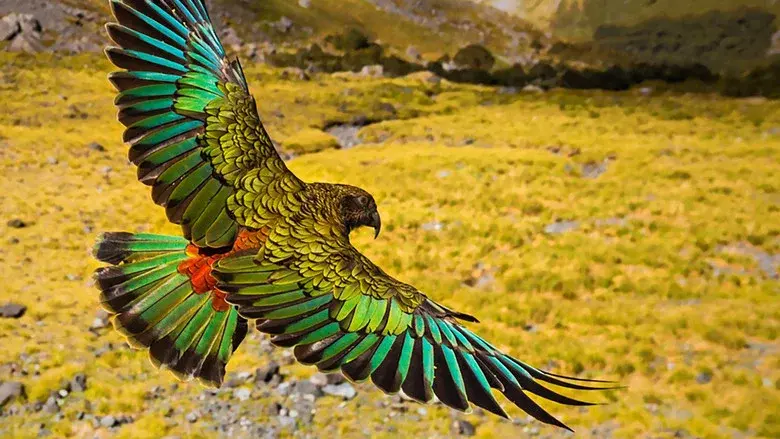 New Zealand: Earth's Mythical Islands still 4