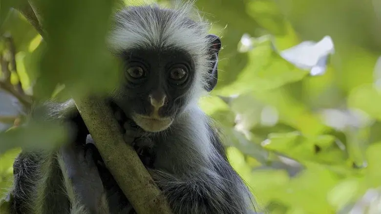 Africa's Wild Year still 3