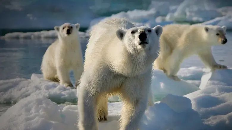 Frozen Planet still 4