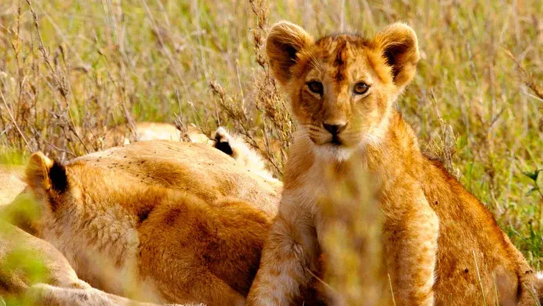 Born in Africa still 5