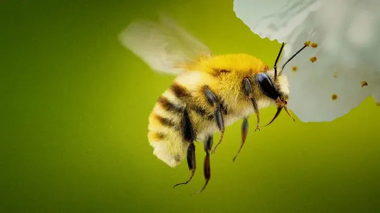 Secrets of the Bees still 1