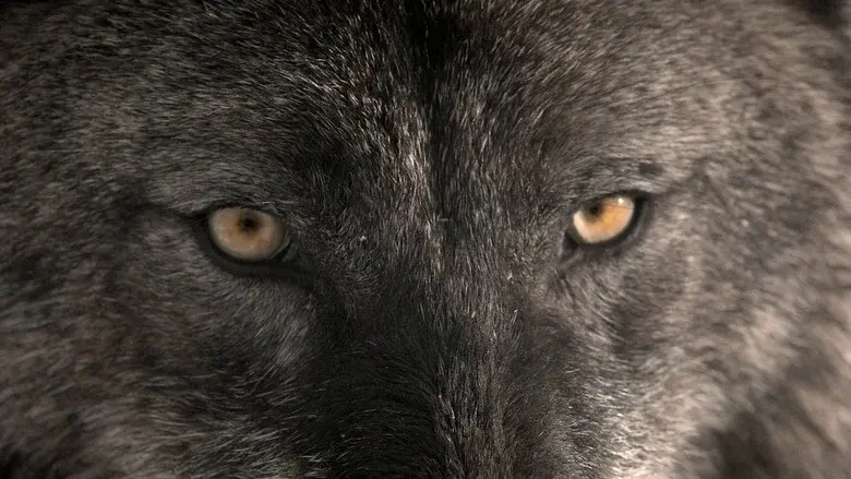 Wild Yellowstone still 5