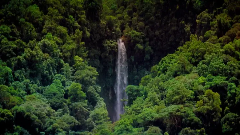 Tropical Rainforest still 3