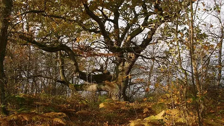 Ostseeparadies Rügen still 3