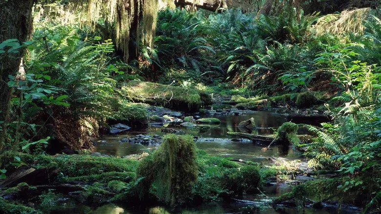 Tropical Rainforest still 1