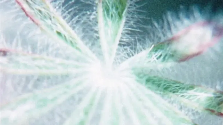 Glimpse of the Garden still 1