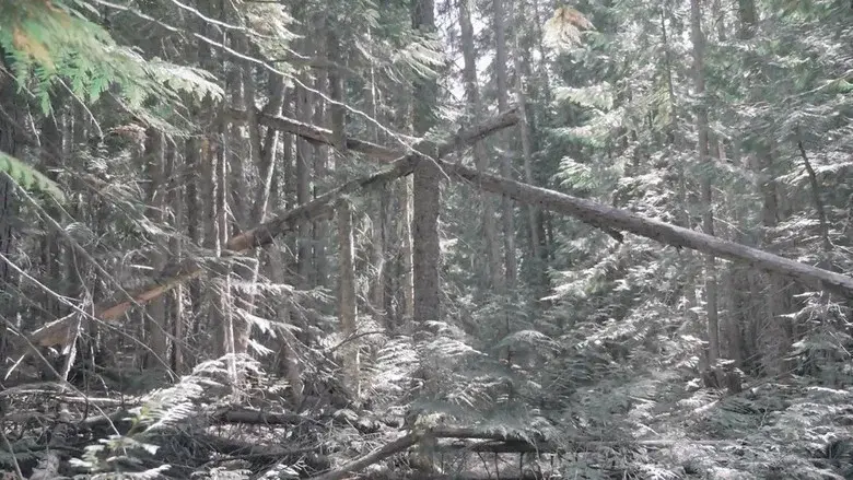 Bigfoot Encounters in the Pacific Northwest still 1