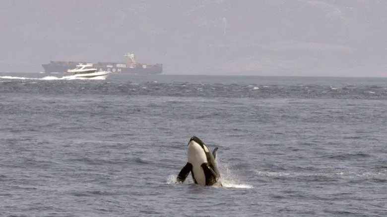 Watch Out for Orcas! Danger Off Gibraltar? still 2
