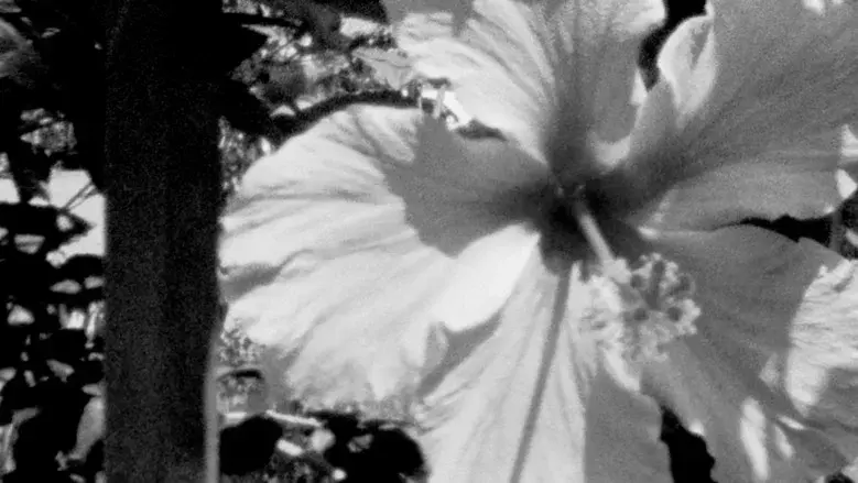 Postcard (Or, from afar, you are a mirage) still 7