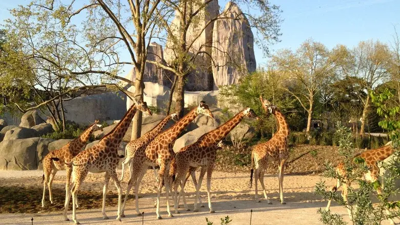 Paris Zoo: An Insider's View still 1